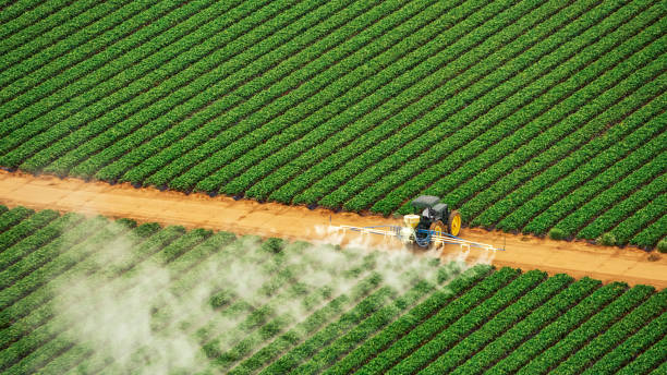Best Pest Removal Services  in Denver, IA