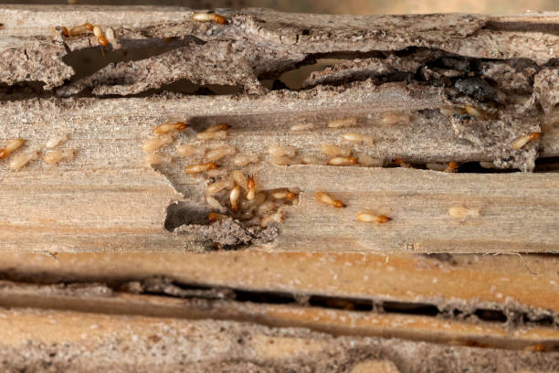Professional Pest Control in Denver, IA